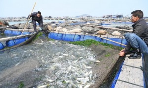 福建东山：“一条鱼”兴起一个富民产业