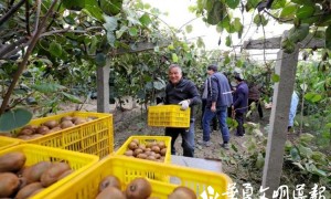 陕西省周至县：打造田园经济综合体 成就乡村振兴新典范