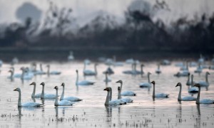洞庭湖：生态修复吸引野生动物“诗意栖居”