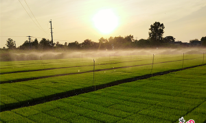 安徽来安：工厂化育秧让水稻种植跑出“加速度”