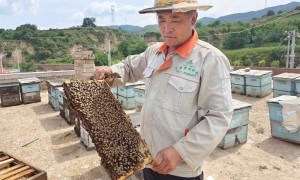 山西省汾西县佃坪乡用真情打造蜂蜜小镇