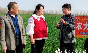 河北徐水巾帼“新农人”刘锐雪：为农业丰产注入“芯”希望